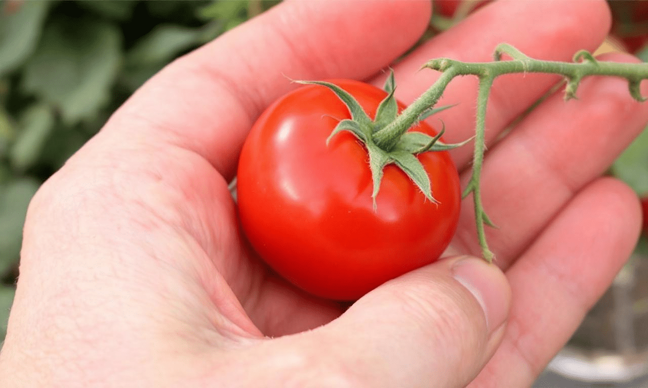 Trasforma il tuo giardino in un paradiso estivo: orto facile con zucchine, pomodori e basilico!